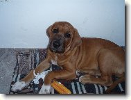 Tosa Inu, Japanese Fighting Dog