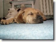 Fila Brasileiro