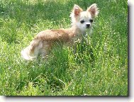 Chihuahua
