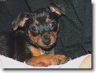 Zwergpinscher