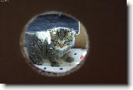 British shorthairs cat