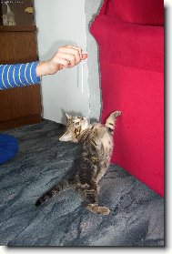 British shorthairs cat