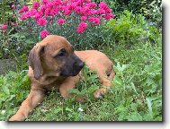 Rhodesian Ridgeback