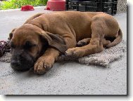 Rhodesian Ridgeback