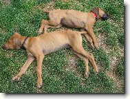 Rhodesian Ridgeback