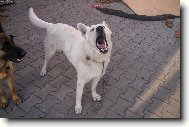 Berger Blanc Suisse, White Swiss Shepherd Dog