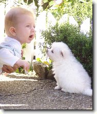 German spitz medium size \(Dog standard\)