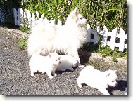 German spitz medium size \(Dog standard\)