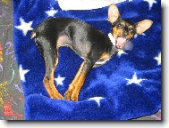 Chihuahua