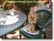 Jorkrsk terier, Yorkshire Terrier,