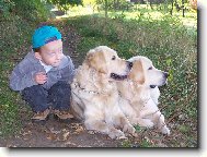 Golden Retriever