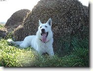 Berger Blanc Suisse, White Swiss Shepherd Dog