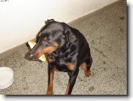 Dobermann, Doberman