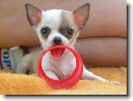 Chihuahua