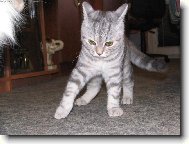 British shorthairs cat