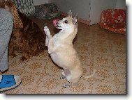 Chihuahua