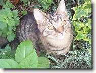 European Shorthair Cat