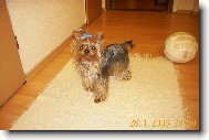 Jorkrsk terier, Yorkshire Terrier,