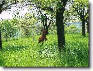 Rhodesian Ridgeback