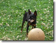 PRAGUE RATTER