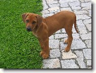 Rhodesian Ridgeback