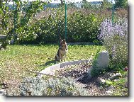 Czechoslovakian wolfdog