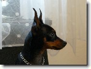PRAGUE RATTER