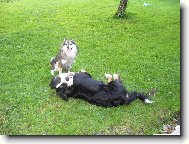 Berner Sennenhund