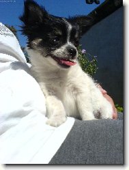 Chihuahua