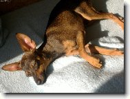 PRAGUE RATTER