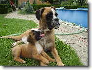 Deutscher Boxer