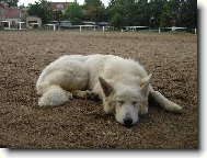 White swiss shepherd dog \\\\\(Dog standard\\\\\)