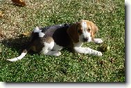 Beagle