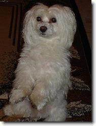 Chinese Crested Dog