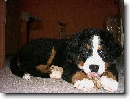 Berner Sennenhund