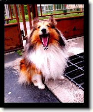 Shetland Sheepdog