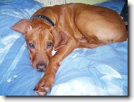 Rhodesian Ridgeback