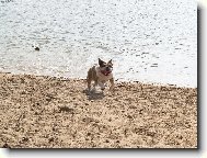 English Bulldog