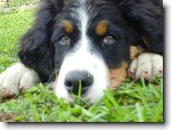 Berner Sennenhund
