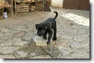 Schnauzer