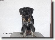 Schnauzer