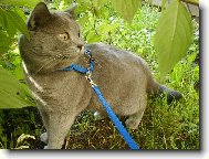 Blue-point cat