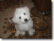 Bichon á poil frisé, Bichon Frise