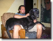 Deutsche Dogge