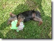 Jorkrsk terier, Yorkshire Terrier,