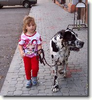 Deutsche Dogge