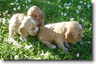 English Cocker Spaniel