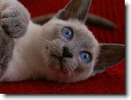 Siamese cat