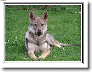 Chechoslovakian wolfdog \\\\\(Dog standard\\\\\)