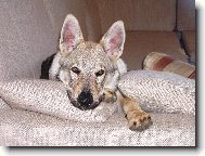 Czechoslovakian wolfdog
